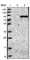 Chikungunya Virus antibody, NBP1-84527, Novus Biologicals, Western Blot image 