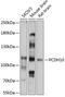 Protocadherin-10 antibody, 14-076, ProSci, Western Blot image 