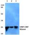 Cytidine/Uridine Monophosphate Kinase 1 antibody, A07962-1, Boster Biological Technology, Western Blot image 