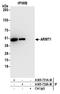 Acidic Residue Methyltransferase 1 antibody, A305-732A-M, Bethyl Labs, Immunoprecipitation image 