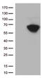 CD5 Molecule antibody, TA802412, Origene, Western Blot image 