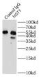 IST1 homolog antibody, FNab03874, FineTest, Immunoprecipitation image 