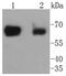 Protein Tyrosine Phosphatase Non-Receptor Type 11 antibody, NBP2-67672, Novus Biologicals, Western Blot image 