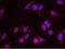 Replication Protein A2 antibody, NB100-332, Novus Biologicals, Proximity Ligation Assay image 