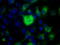 UPF0663 transmembrane protein C17orf28 antibody, TA501371, Origene, Immunofluorescence image 