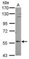 Exocyst Complex Component 1 antibody, NBP2-20281, Novus Biologicals, Western Blot image 