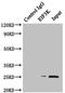 Eukaryotic translation initiation factor 3 subunit K antibody, orb41215, Biorbyt, Immunoprecipitation image 
