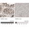Adhesion G Protein-Coupled Receptor L2 antibody, NBP1-85091, Novus Biologicals, Immunohistochemistry paraffin image 