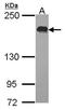 Ubiquitin carboxyl-terminal hydrolase 47 antibody, orb74257, Biorbyt, Western Blot image 