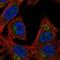 Leucine-rich repeat LGI family member 4 antibody, HPA043556, Atlas Antibodies, Immunofluorescence image 
