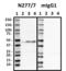 Synaptotagmin-12 antibody, 820404, BioLegend, Western Blot image 