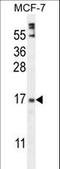 Zinc Finger Protein 720 antibody, LS-C160939, Lifespan Biosciences, Western Blot image 