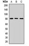 Calpain 2 antibody, LS-C667728, Lifespan Biosciences, Western Blot image 