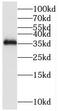 Microfibril-associated glycoprotein 4 antibody, FNab05146, FineTest, Western Blot image 