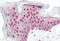 Beclin 1-associated autophagy-related key regulator antibody, MBS248588, MyBioSource, Immunohistochemistry frozen image 
