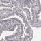 BMX Non-Receptor Tyrosine Kinase antibody, HPA001048, Atlas Antibodies, Immunohistochemistry frozen image 
