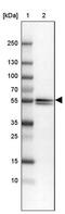 Enah/Vasp-Like antibody, PA5-54017, Invitrogen Antibodies, Western Blot image 