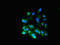 Ral guanine nucleotide dissociation stimulator-like 2 antibody, orb400220, Biorbyt, Immunofluorescence image 