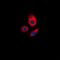 Stromal Interaction Molecule 2 antibody, orb74830, Biorbyt, Immunofluorescence image 