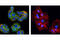 Hepatocyte growth factor receptor antibody, 8494S, Cell Signaling Technology, Immunocytochemistry image 