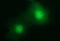 ChaC Glutathione Specific Gamma-Glutamylcyclotransferase 1 antibody, LS-C338320, Lifespan Biosciences, Immunofluorescence image 