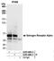 Estrogen Receptor 1 antibody, A300-498A, Bethyl Labs, Immunoprecipitation image 