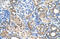 Solute Carrier Family 22 Member 7 antibody, ARP42708_P050, Aviva Systems Biology, Immunohistochemistry paraffin image 