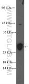 LIM Domain Only 2 antibody, 21966-1-AP, Proteintech Group, Western Blot image 