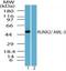 RUNX Family Transcription Factor 2 antibody, NBP2-24755, Novus Biologicals, Western Blot image 