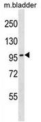 DNA Topoisomerase III Beta antibody, AP54334PU-N, Origene, Western Blot image 