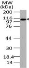 Exportin 4 antibody, A08052, Boster Biological Technology, Western Blot image 