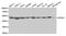 Eukaryotic Translation Initiation Factor 4A1 antibody, MBS2519494, MyBioSource, Western Blot image 