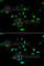 MDM2 Proto-Oncogene antibody, A0345, ABclonal Technology, Immunofluorescence image 