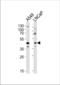 Gametogenetin antibody, TA328189, Origene, Western Blot image 