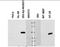 NADPH oxidase organizer 1 antibody, orb86720, Biorbyt, Western Blot image 