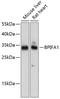 BPI Fold Containing Family A Member 1 antibody, GTX66536, GeneTex, Western Blot image 