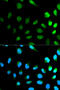 NEDD8 Ubiquitin Like Modifier antibody, 15-040, ProSci, Immunofluorescence image 