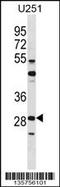 Fos-related antigen 2 antibody, TA324599, Origene, Western Blot image 