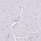 EWS RNA Binding Protein 1 antibody, HPA051771, Atlas Antibodies, Immunohistochemistry frozen image 