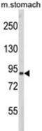 Par-3 Family Cell Polarity Regulator antibody, AP18146PU-N, Origene, Western Blot image 