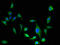 Esterase D antibody, A62502-100, Epigentek, Immunofluorescence image 