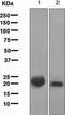 Ras antibody, ab108602, Abcam, Western Blot image 