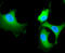 Heat Shock Protein Family A (Hsp70) Member 8 antibody, 13-851, ProSci, Immunofluorescence image 