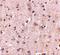 DLG Associated Protein 2 antibody, NBP2-82086, Novus Biologicals, Immunohistochemistry frozen image 