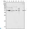 Mitogen-Activated Protein Kinase 1 antibody, LS-C812588, Lifespan Biosciences, Immunofluorescence image 