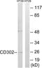 CD302 antigen antibody, LS-C119435, Lifespan Biosciences, Western Blot image 