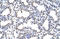 Cysteinyl-TRNA Synthetase antibody, orb330105, Biorbyt, Immunohistochemistry paraffin image 