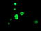 Histone Deacetylase 1 antibody, TA502028, Origene, Immunofluorescence image 