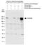 Rho guanine nucleotide exchange factor 2 antibody, PA5-78490, Invitrogen Antibodies, Western Blot image 