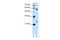 LOC728331 antibody, 30-129, ProSci, Western Blot image 